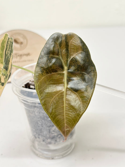 Alocasia Sedenii variegated - aurea *premium var*