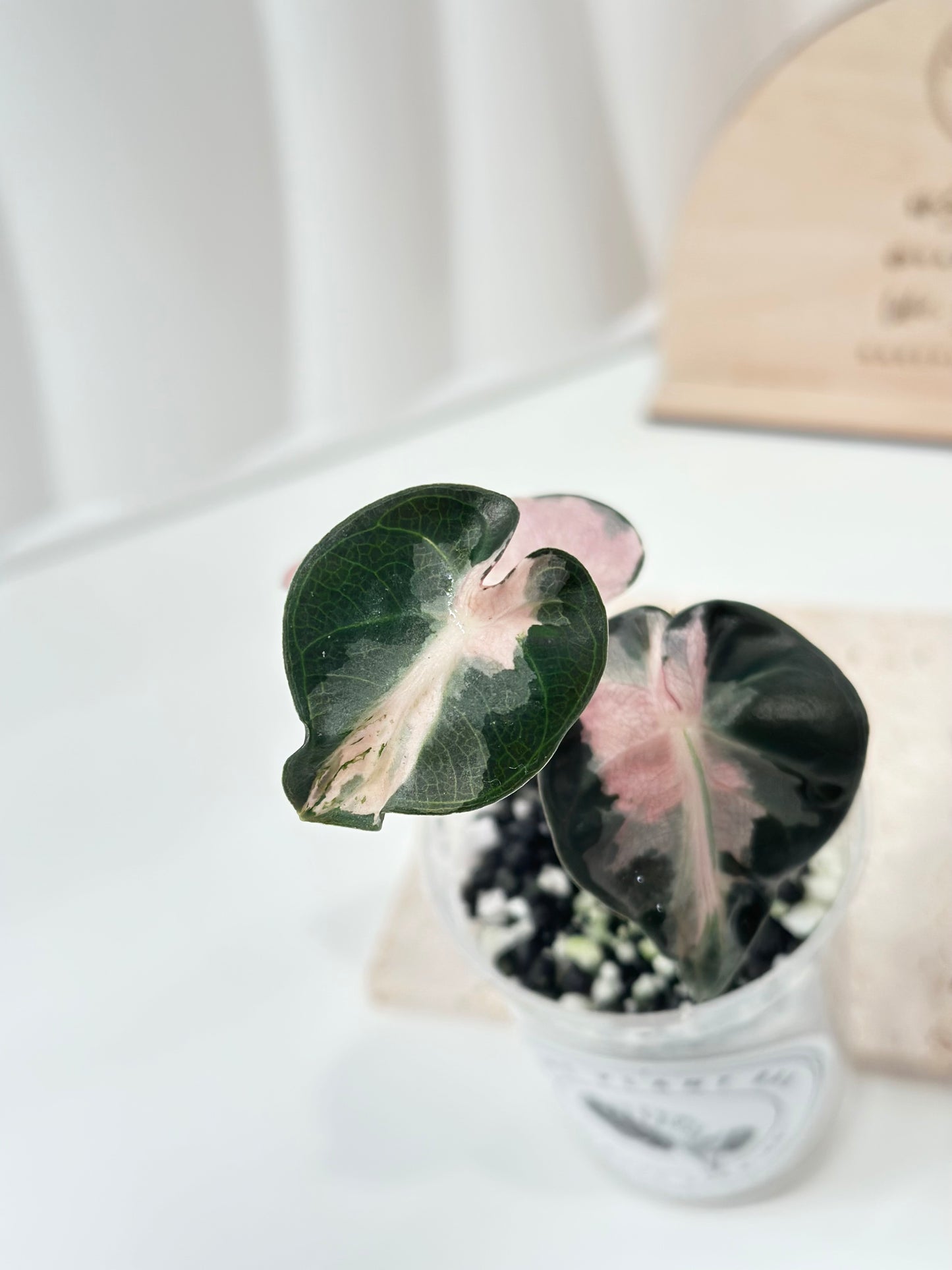 Alocasia Heart Balloon Variegated - Pink