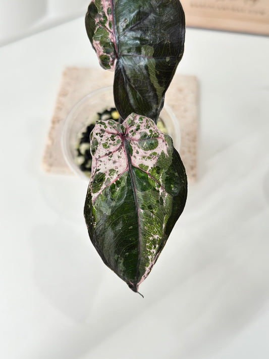 Alocasia Plumbea variegated - pink *special strain*
