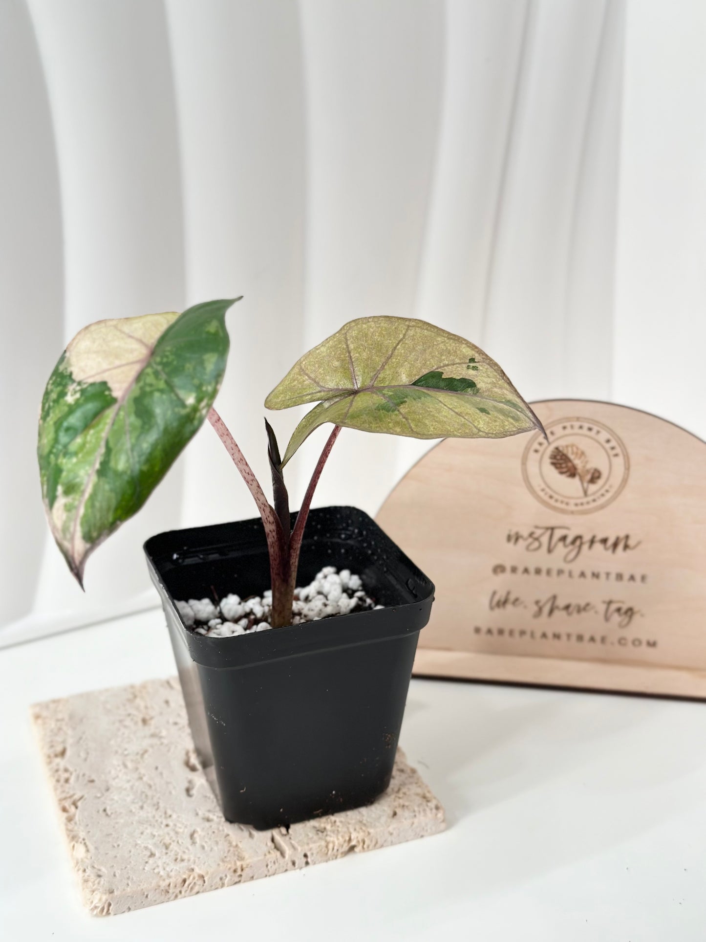 Alocasia Yucatan Princess Variegated - Aurea