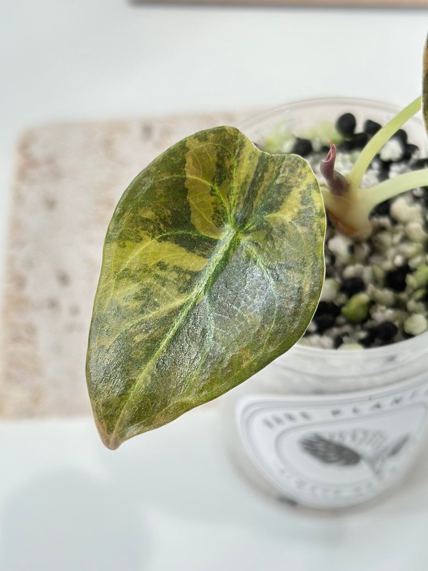 Alocasia Cuprea variegated - "caramel latte"/ aurea