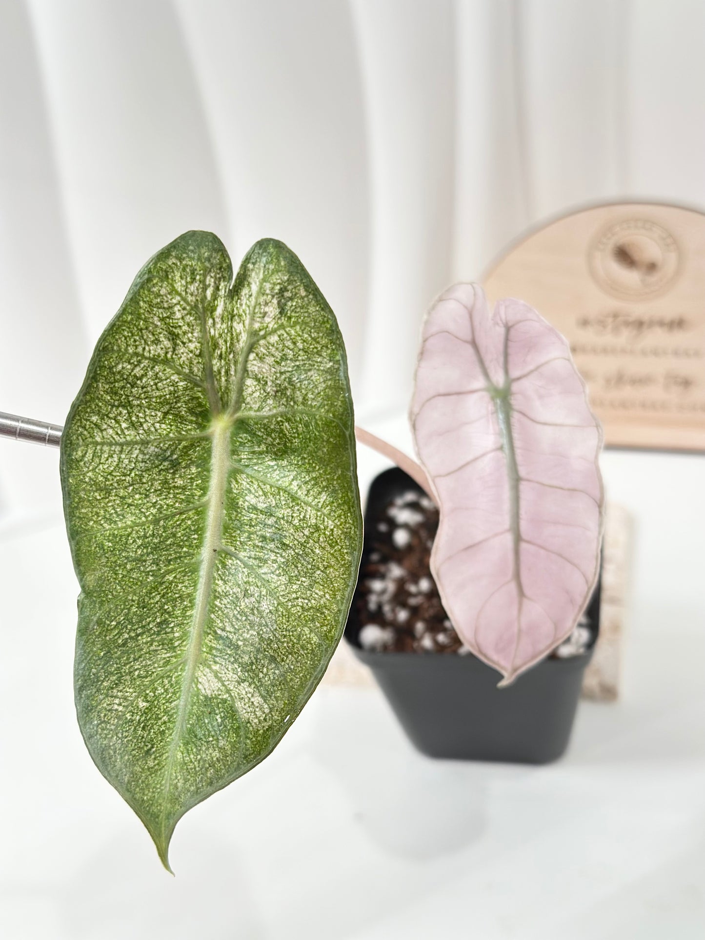 Alocasia Pink Dragon variegated - "stardust"