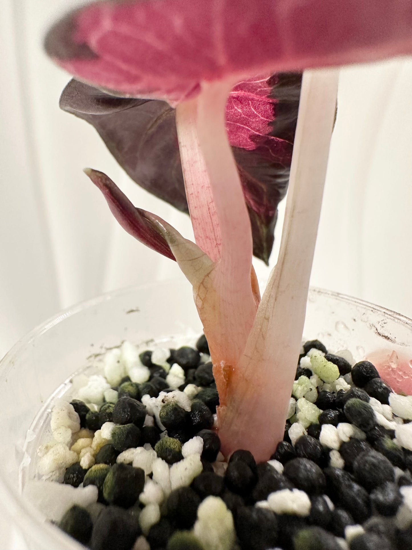 Alocasia Heart Balloon Variegated - Pink