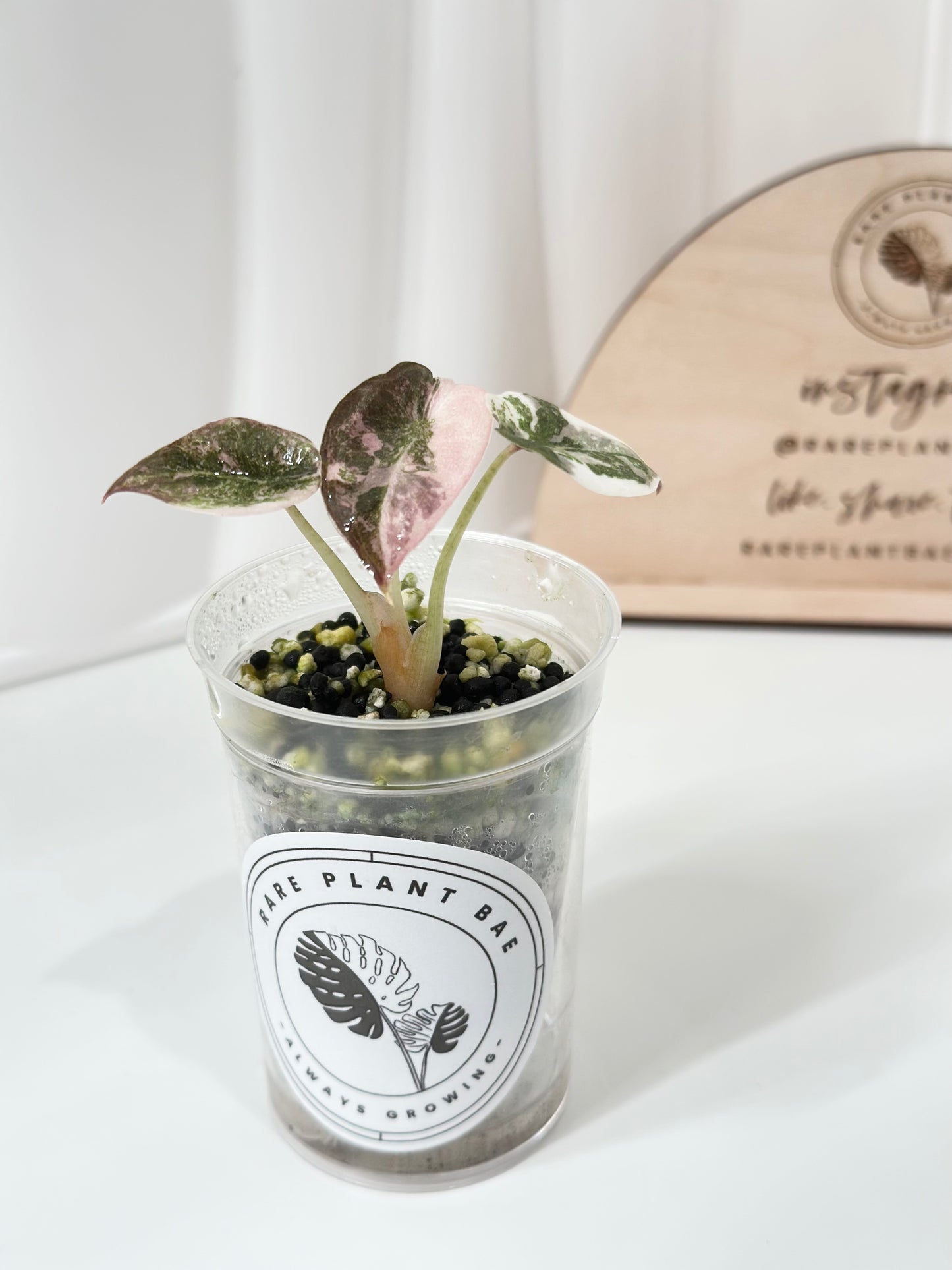 Alocasia Cuprea Variegated - pink marble