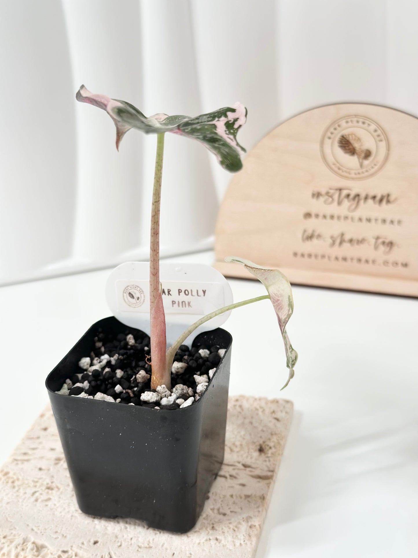 Alocasia Polly variegated - Pink