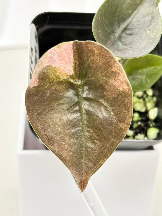 Alocasia Cuprea Variegated - pink/mint