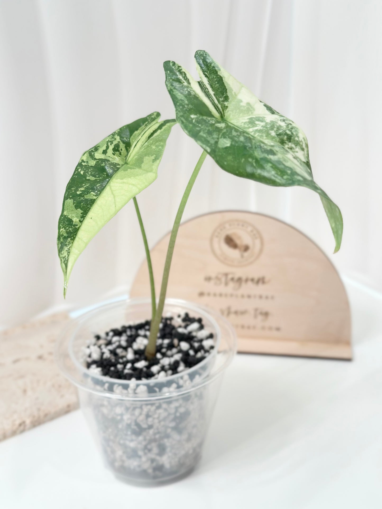Alocasia Simpo Variegated - albo