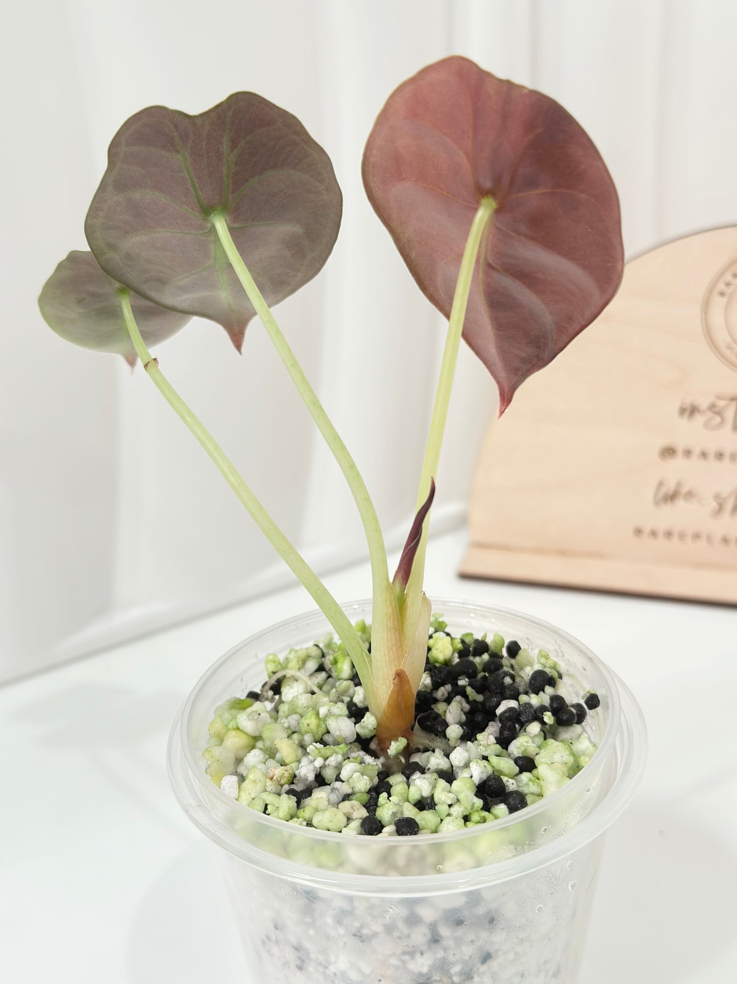 Alocasia Cuprea variegated - "caramel latte"/ aurea