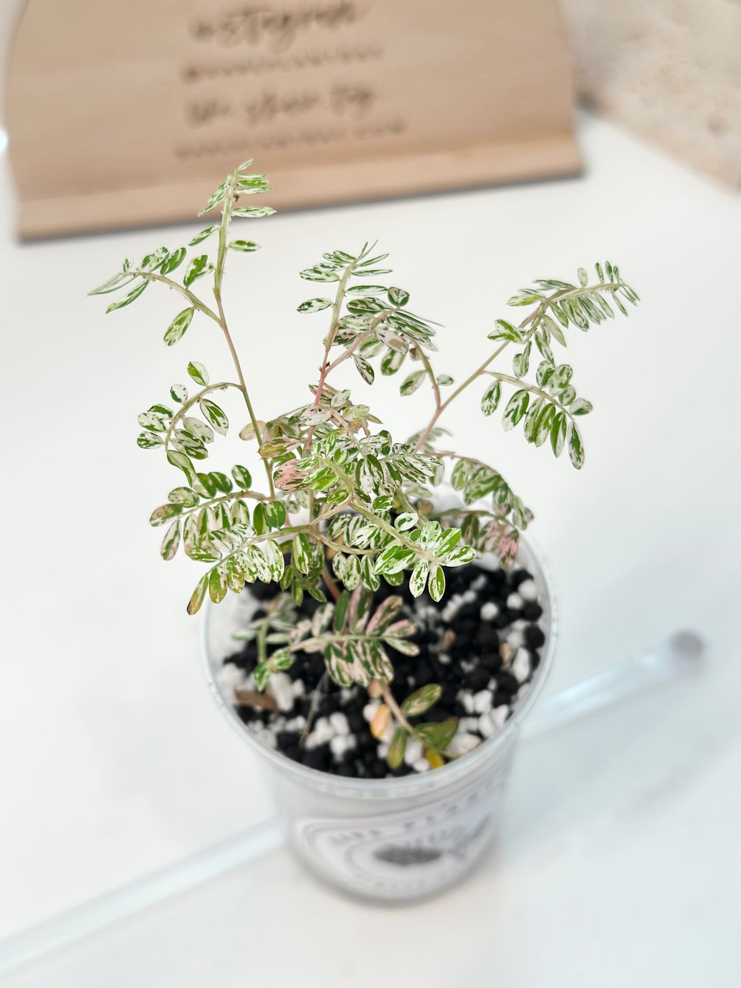 Phyllanthus Urinaria variegated - pink