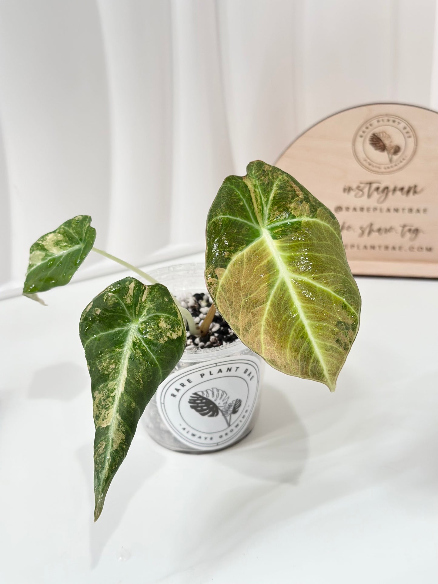 Alocasia Black Velvet Variegated - aurea