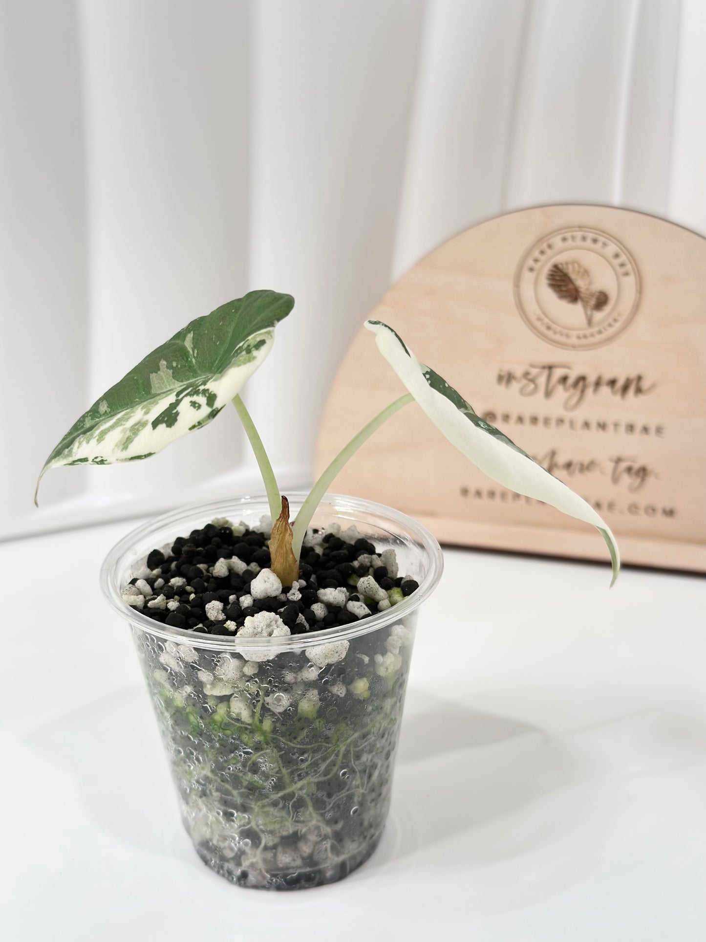 Alocasia Maharani variegated - albo