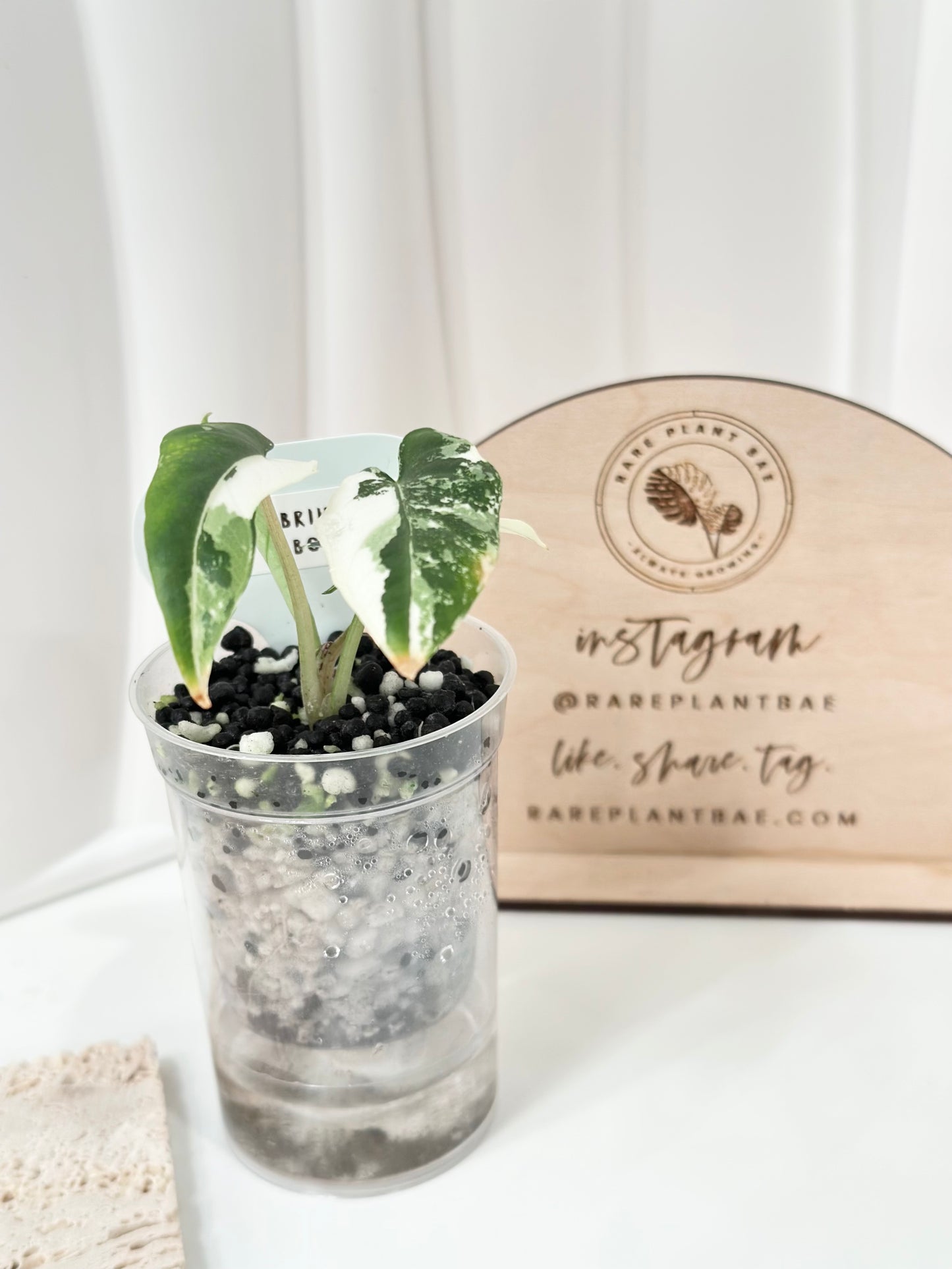 Alocasia Scabriuscula Variegated - albo