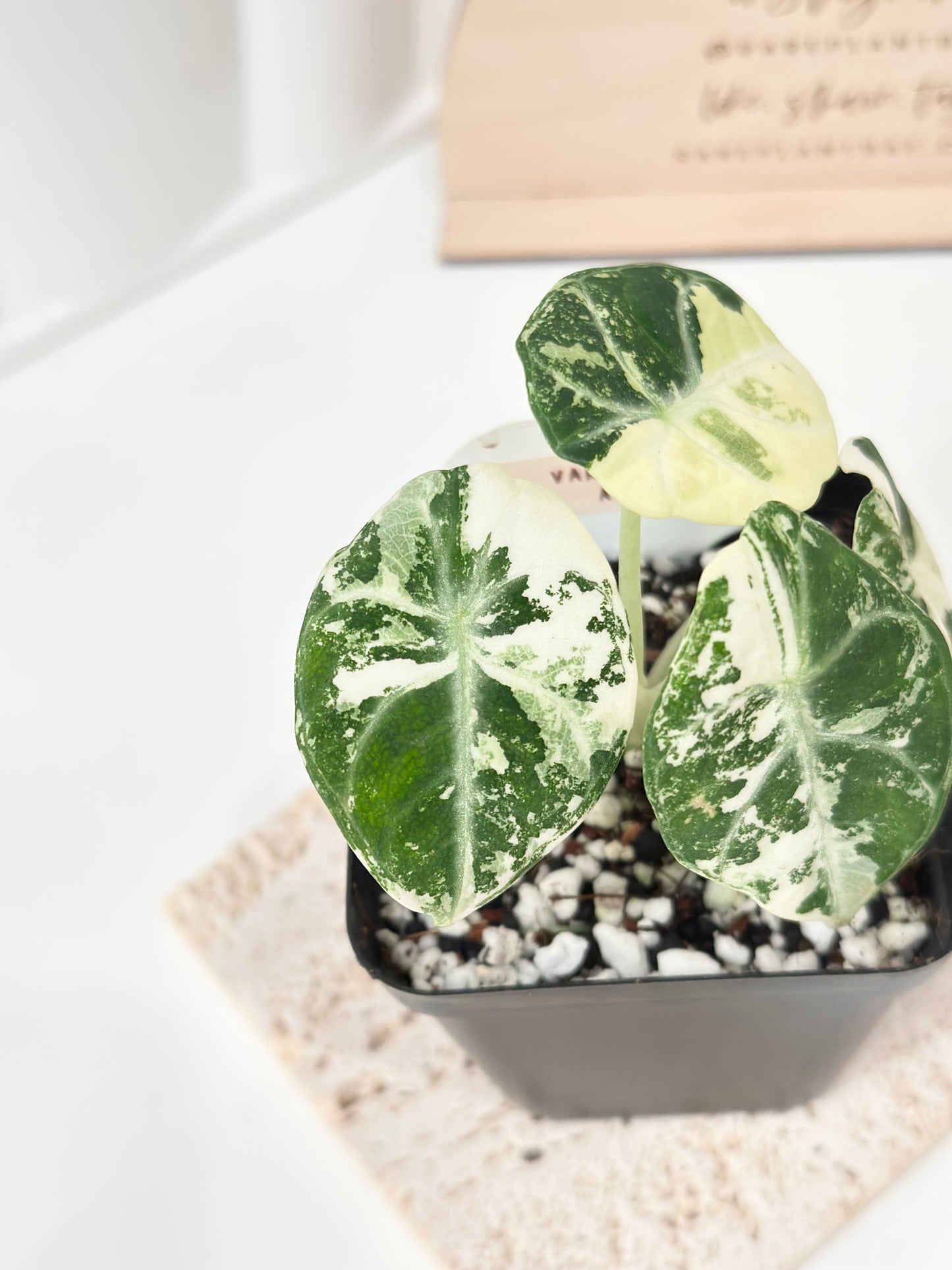 Alocasia Ninja variegated - albo