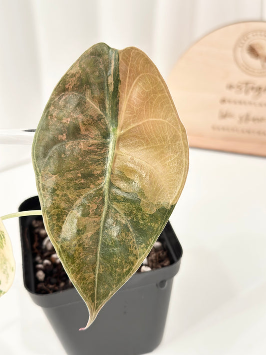 Alocasia Sedenii variegated - aurea