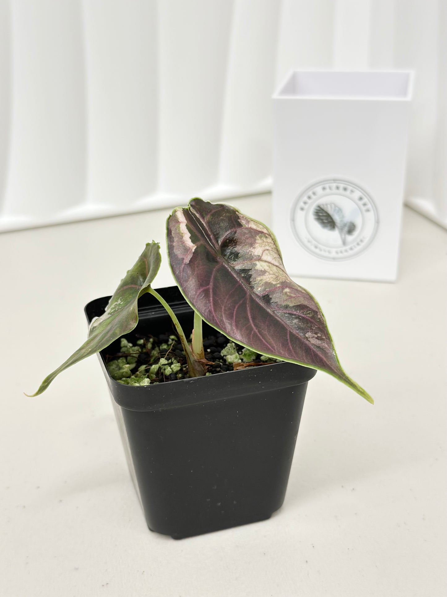 Alocasia Azlanii variegated - albo/pink