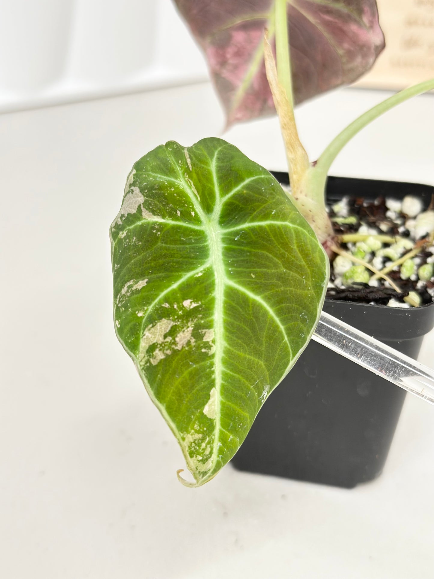 Alocasia Black Velvet Variegated - pink/albo