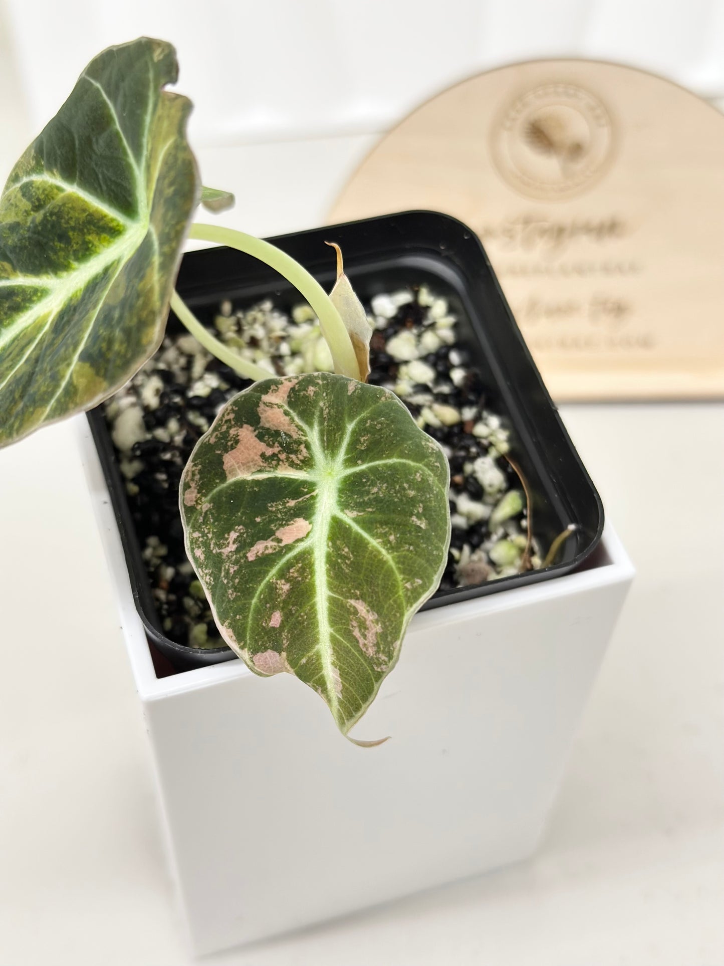 Alocasia Black Velvet Variegated - aurea
