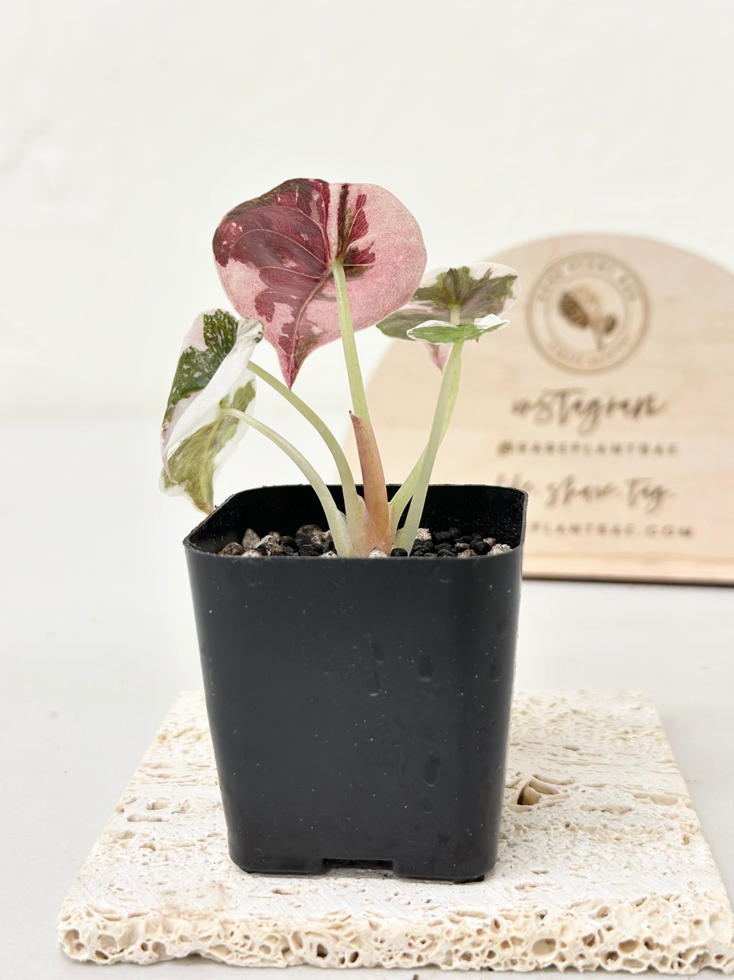 Alocasia Cuprea Variegated - pink marble *premium var*