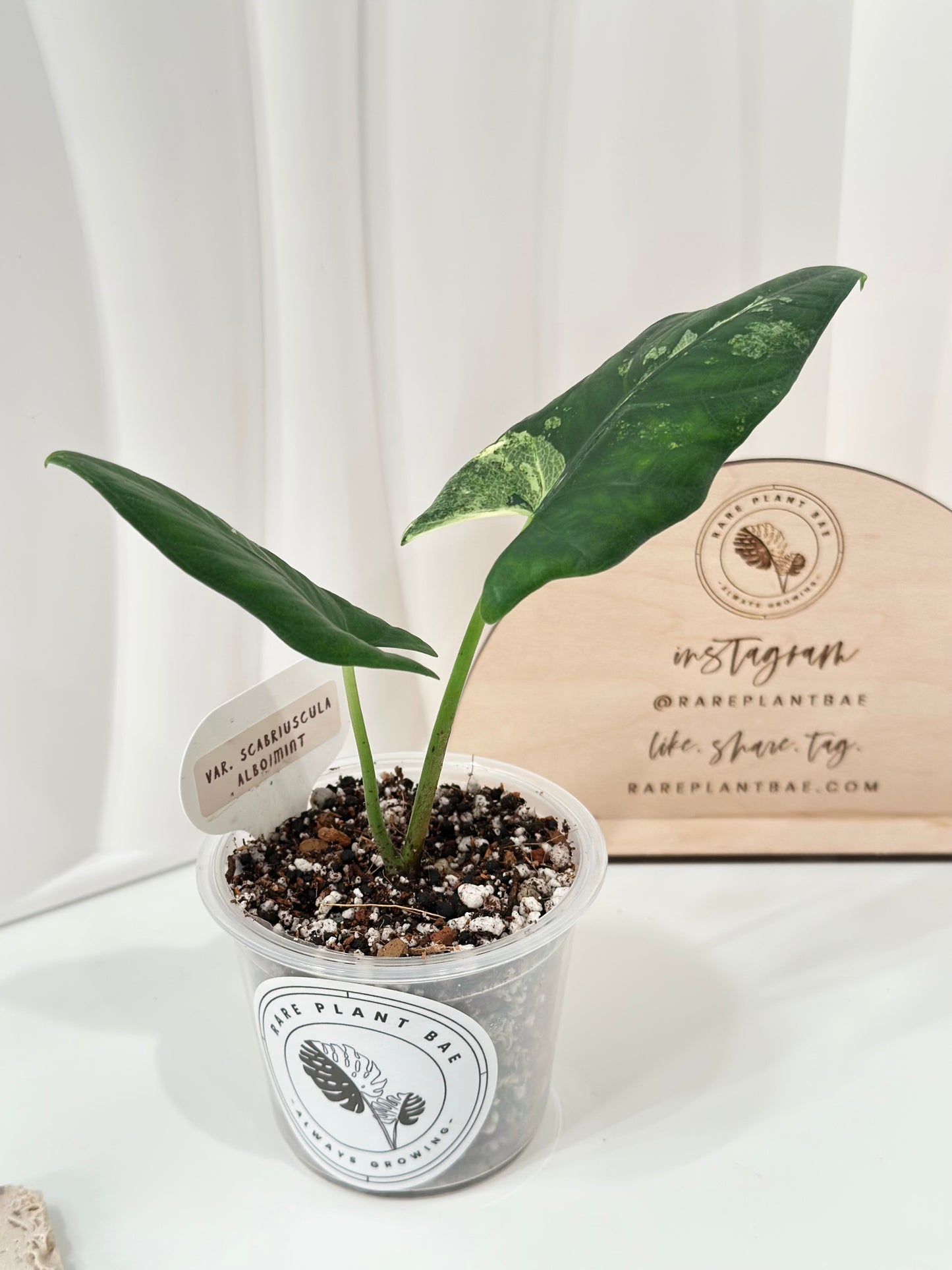 Alocasia Scabriuscula Variegated - albo/mint