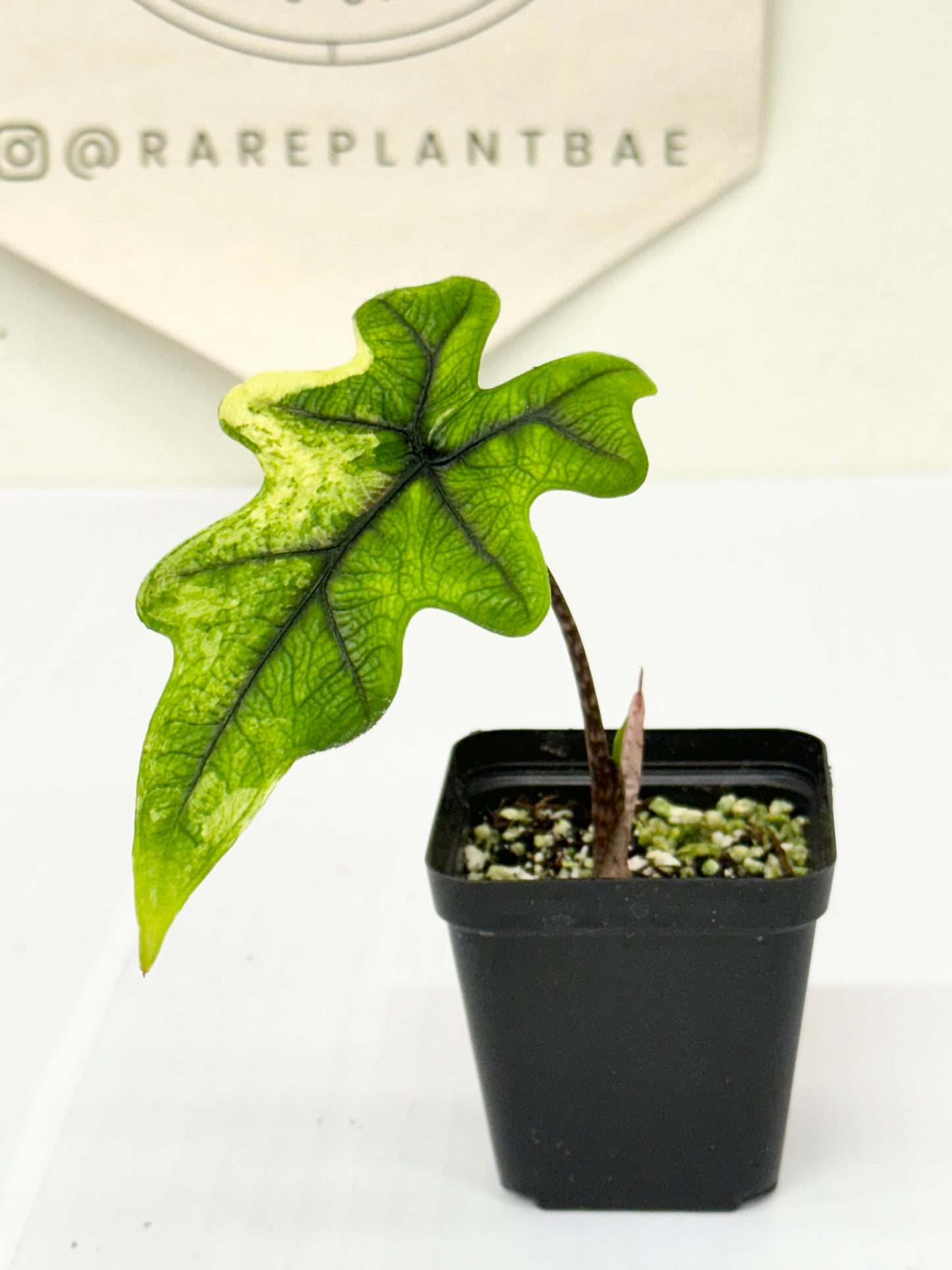 Alocasia Tandurusa variegated aurea (previously Jacklyn)