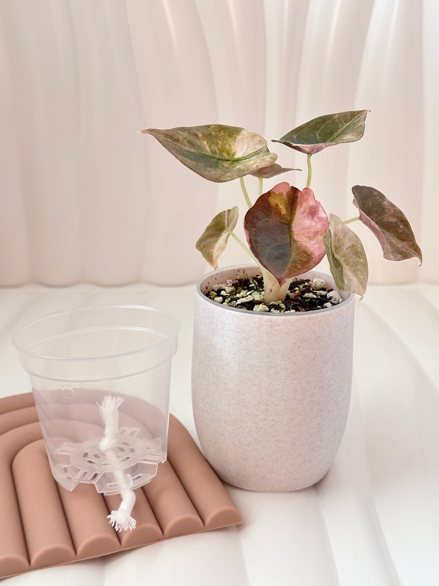 Matching Self Watering Pot (3-inch) (pre-order)