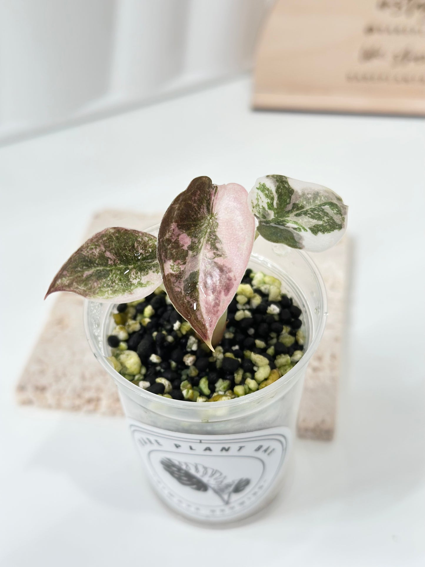 Alocasia Cuprea Variegated - pink marble