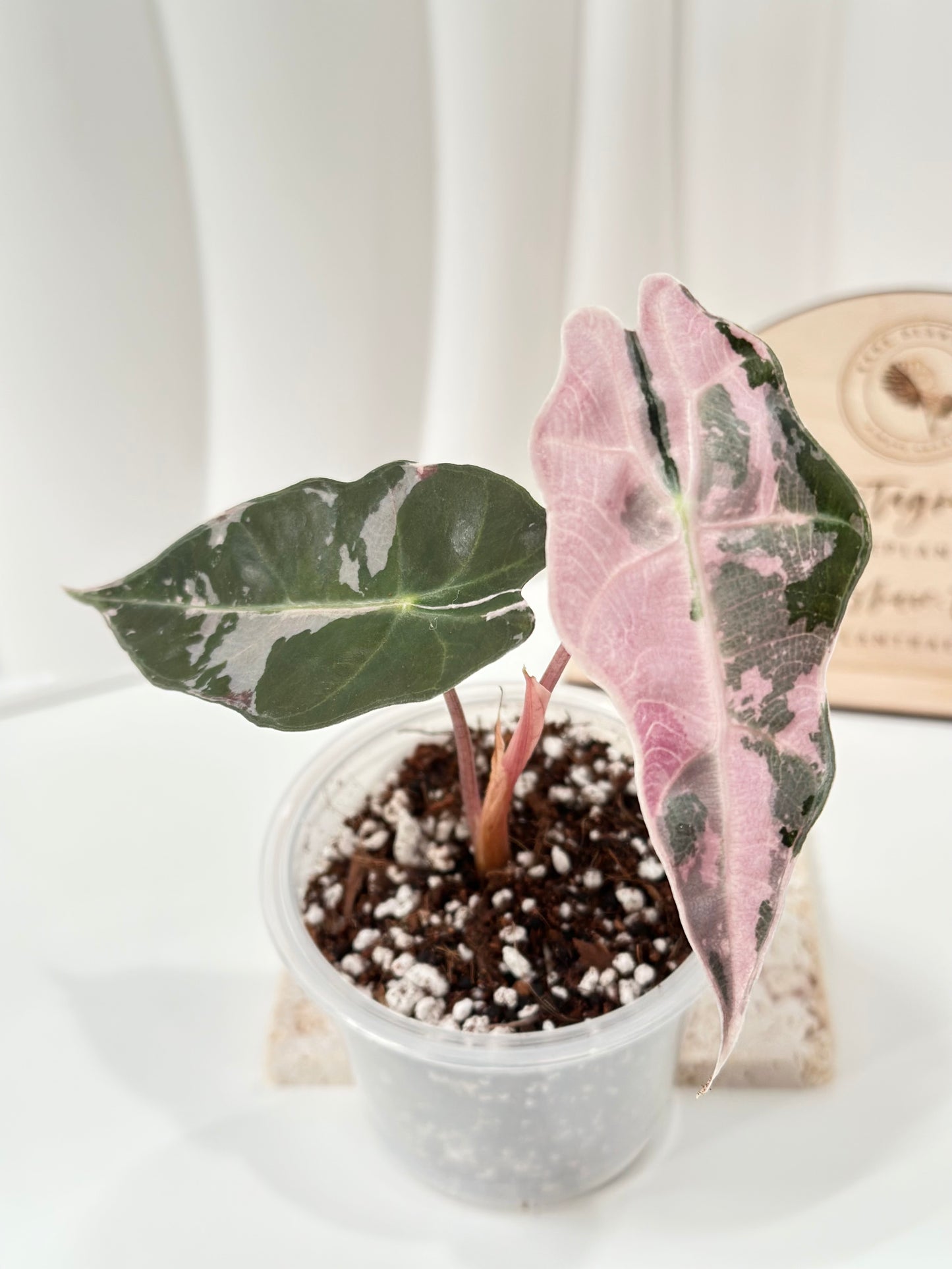 Alocasia Amazonica variegated - pink/albo (true US version)