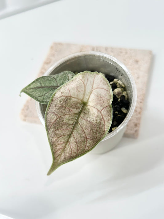Alocasia Azlanii variegated - pink mint *corm grown*