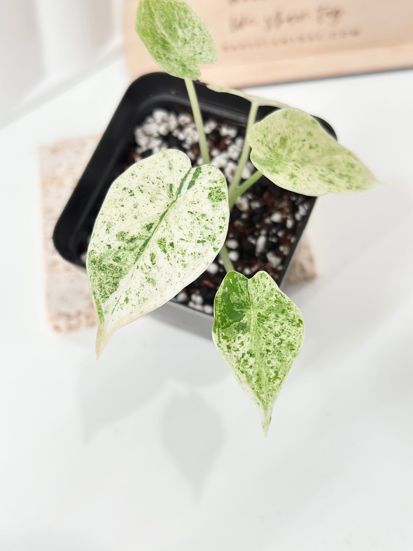 Alocasia Dragon Scale Variegated - mint