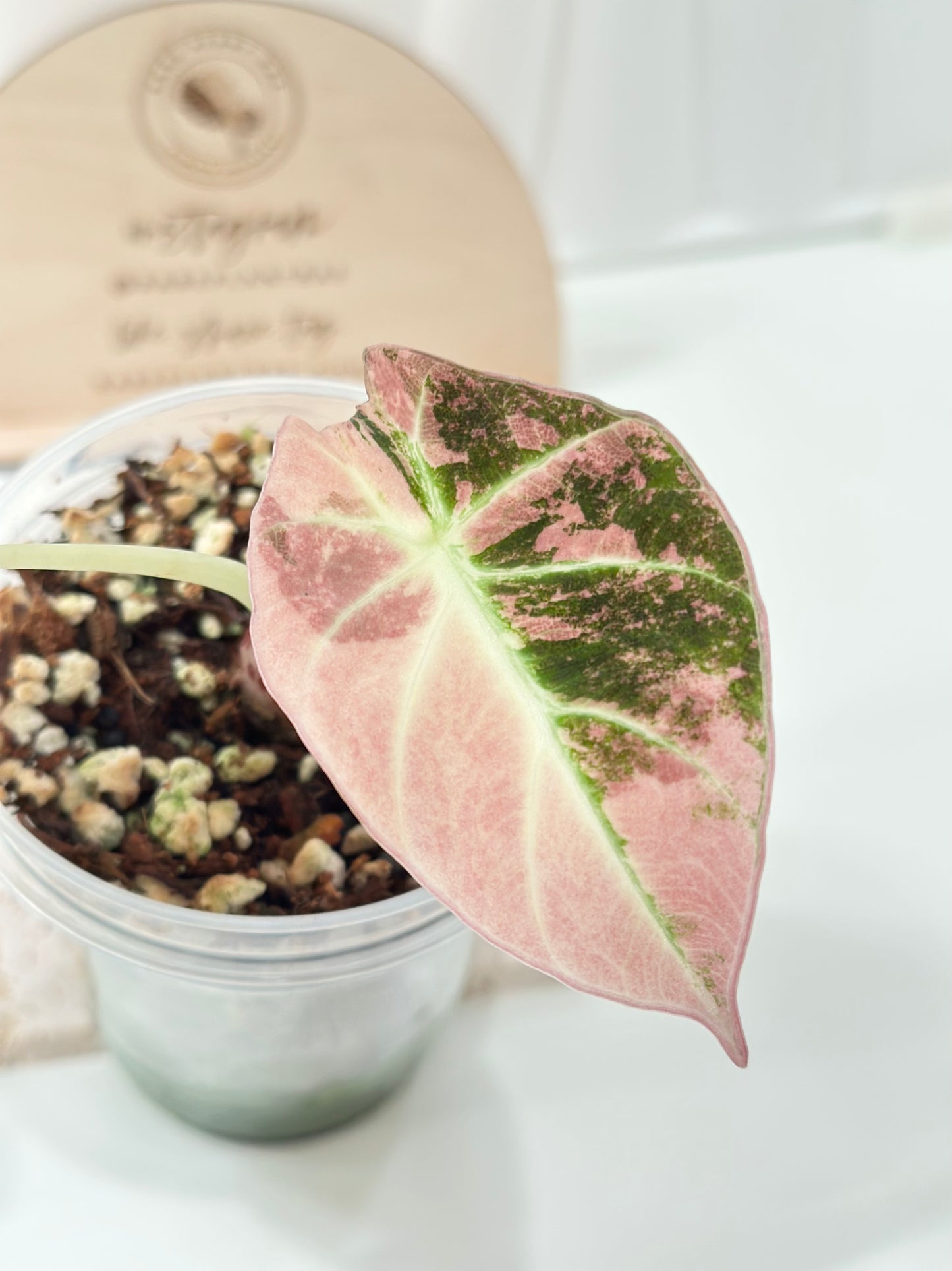 Alocasia Black Velvet Variegated - pink/albo (corming)