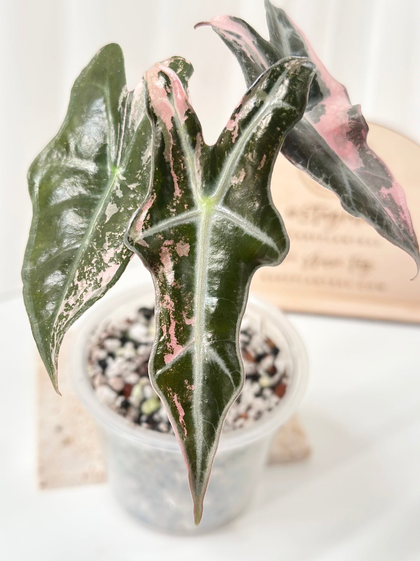 Alocasia Sanderiana "Nobilis K" Variegated - pink