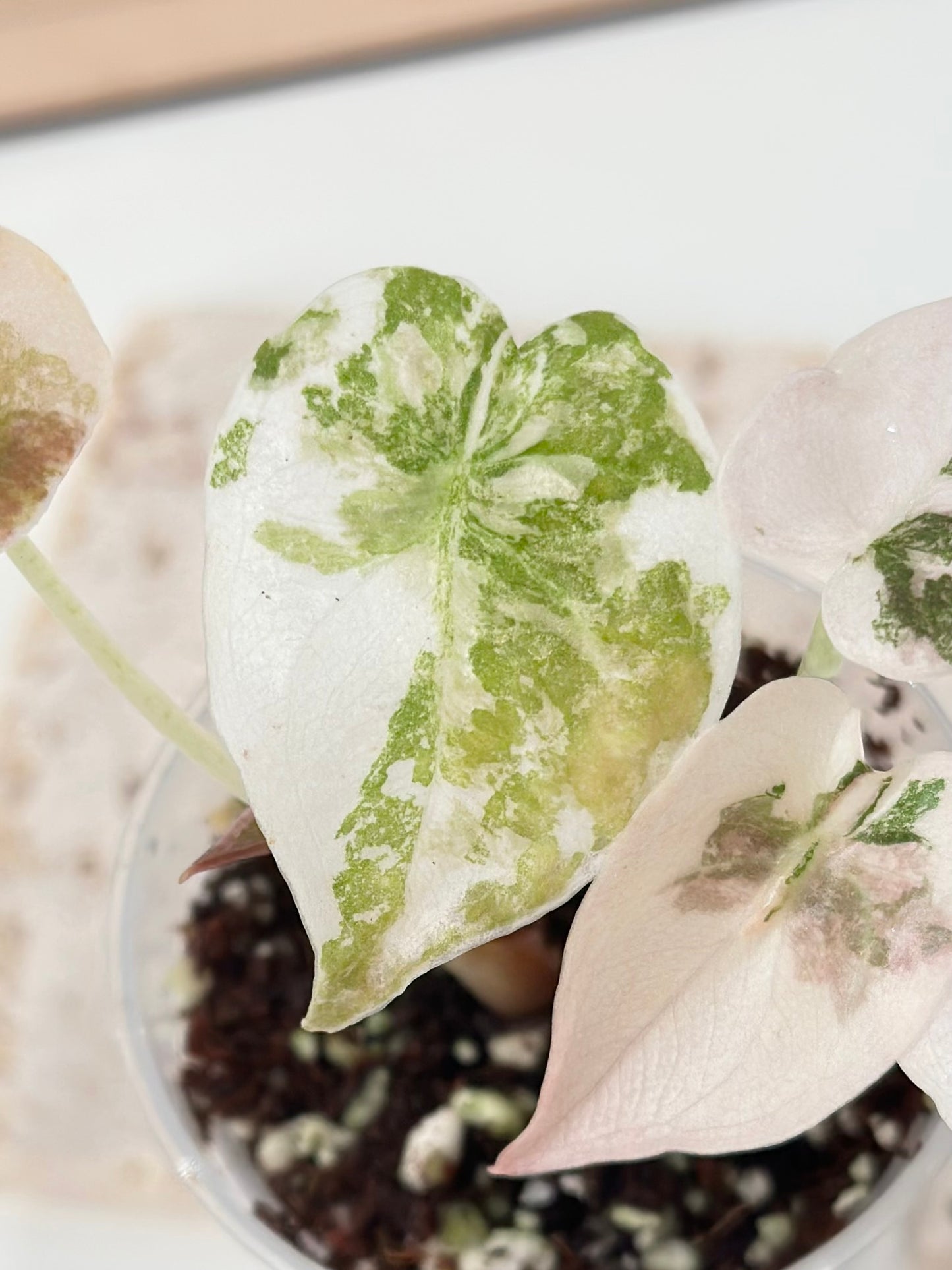 Alocasia Cuprea Variegated - pink marble (with additional offshoot)