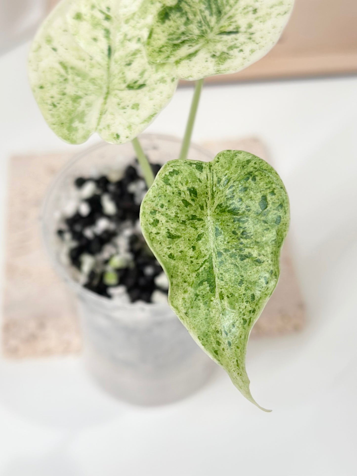 Alocasia Dragon Scale Variegated (Mint)