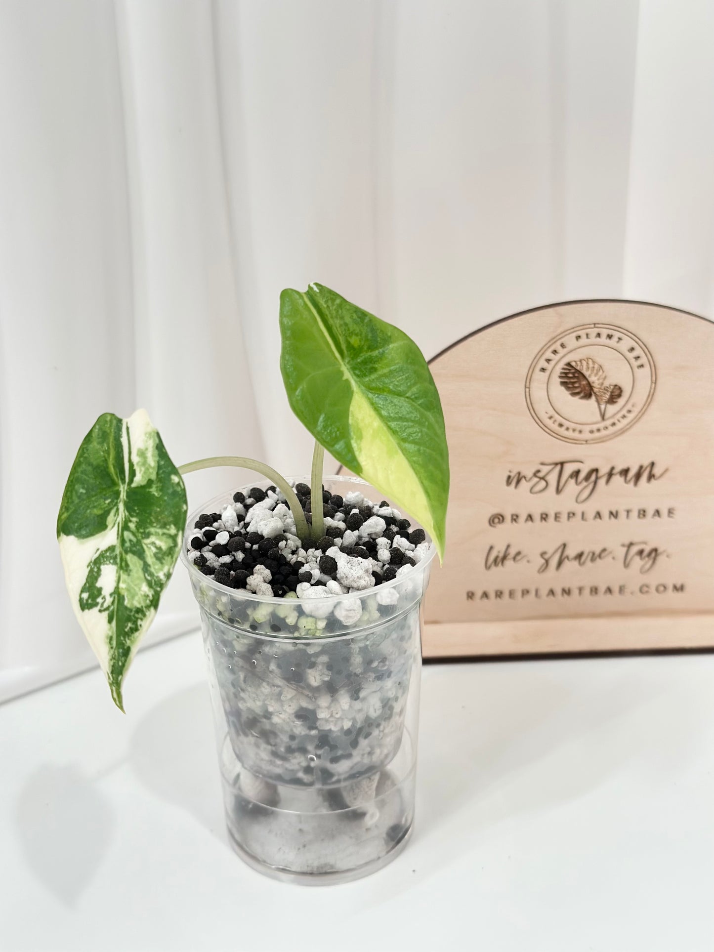 Alocasia Scalprum variegated - aurea