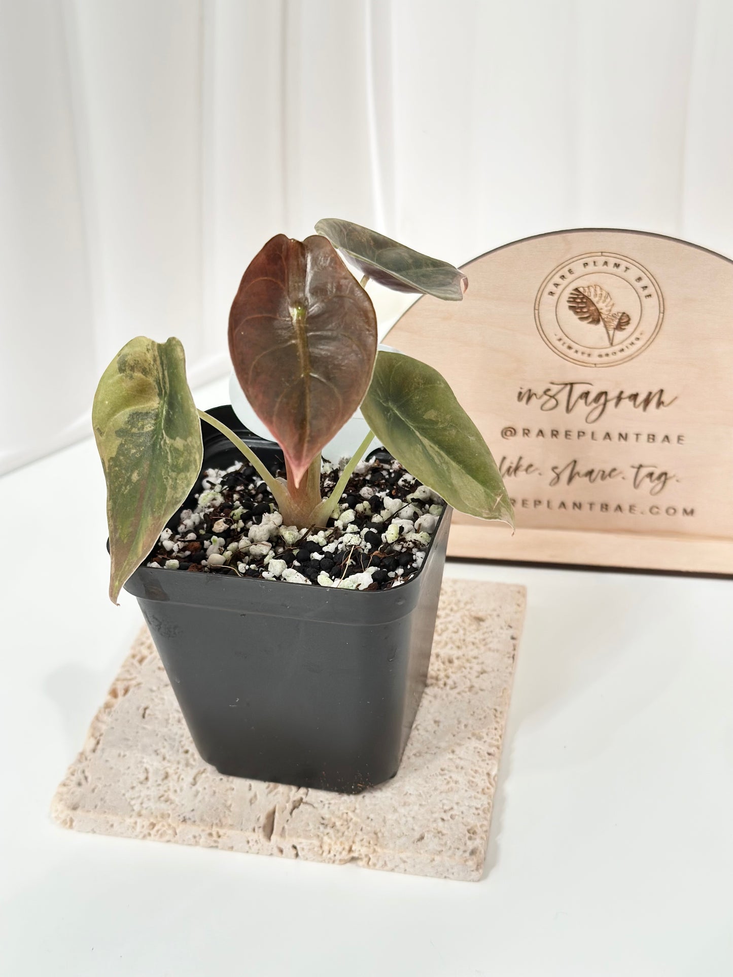 Alocasia Cuprea variegated - "gold latte"/ aurea