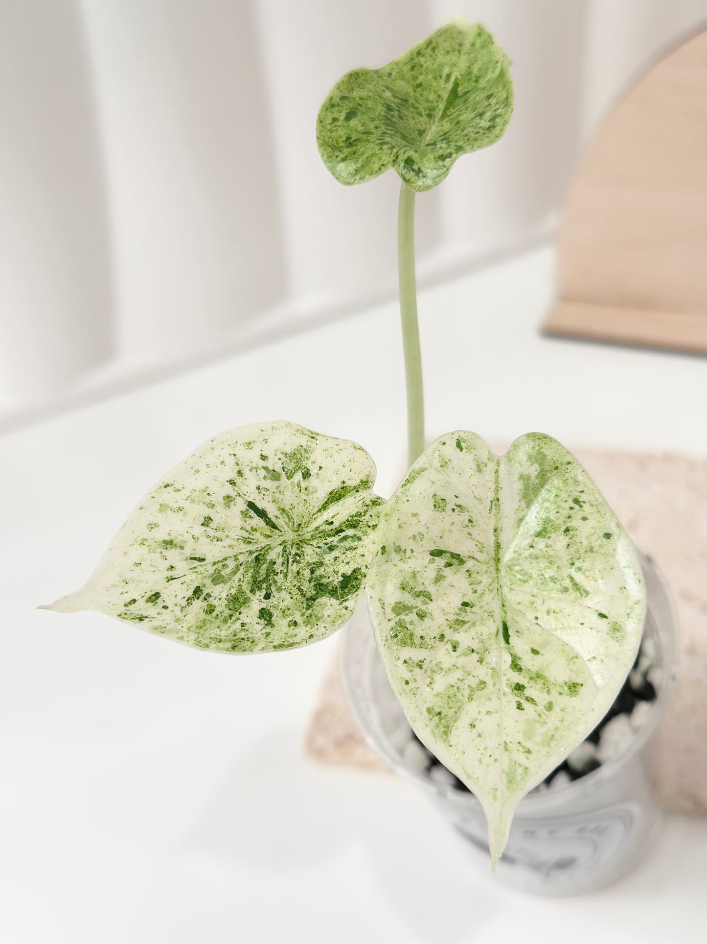 Alocasia Dragon Scale Variegated (Mint)