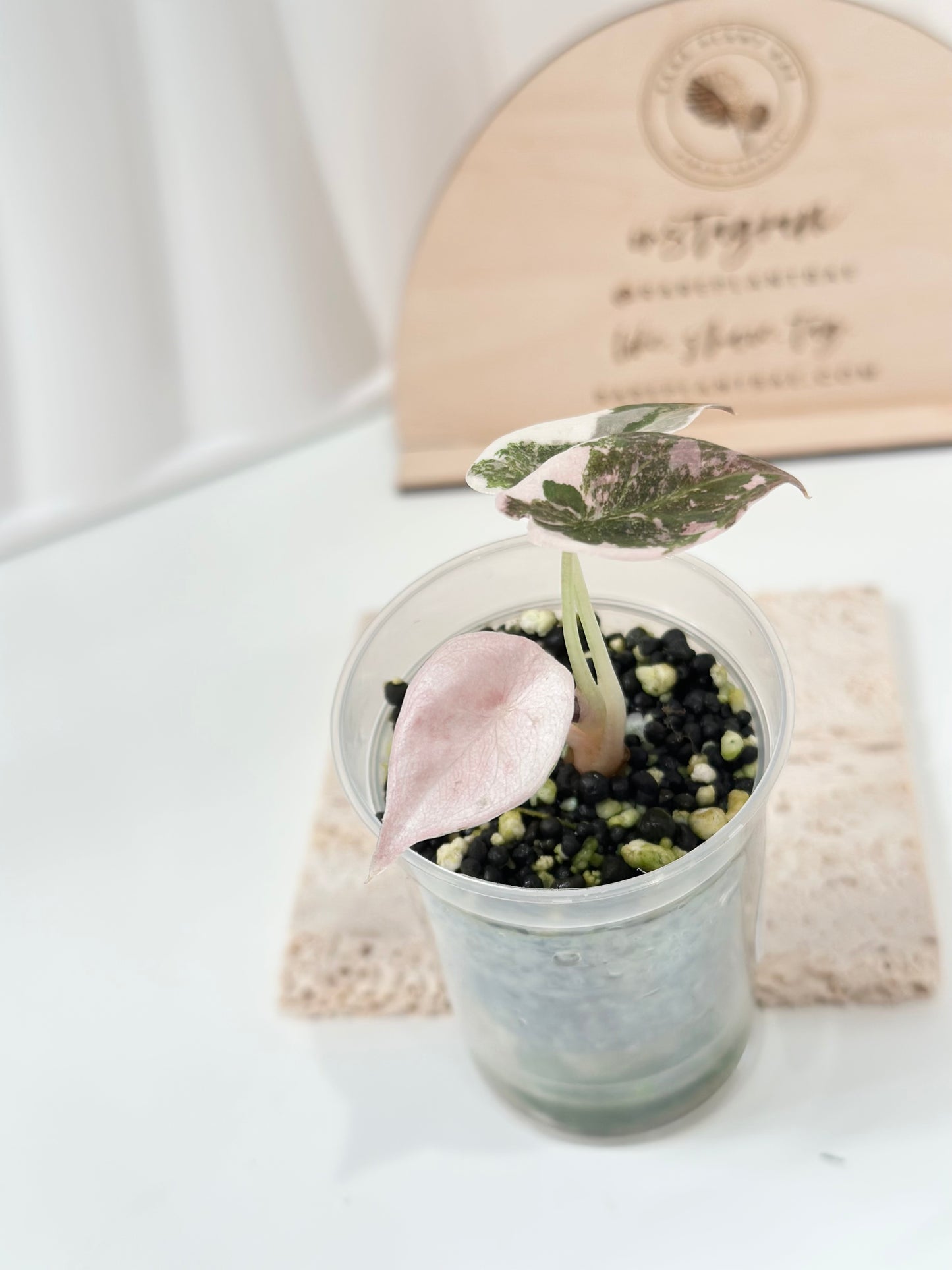 Alocasia Cuprea Variegated - pink marble