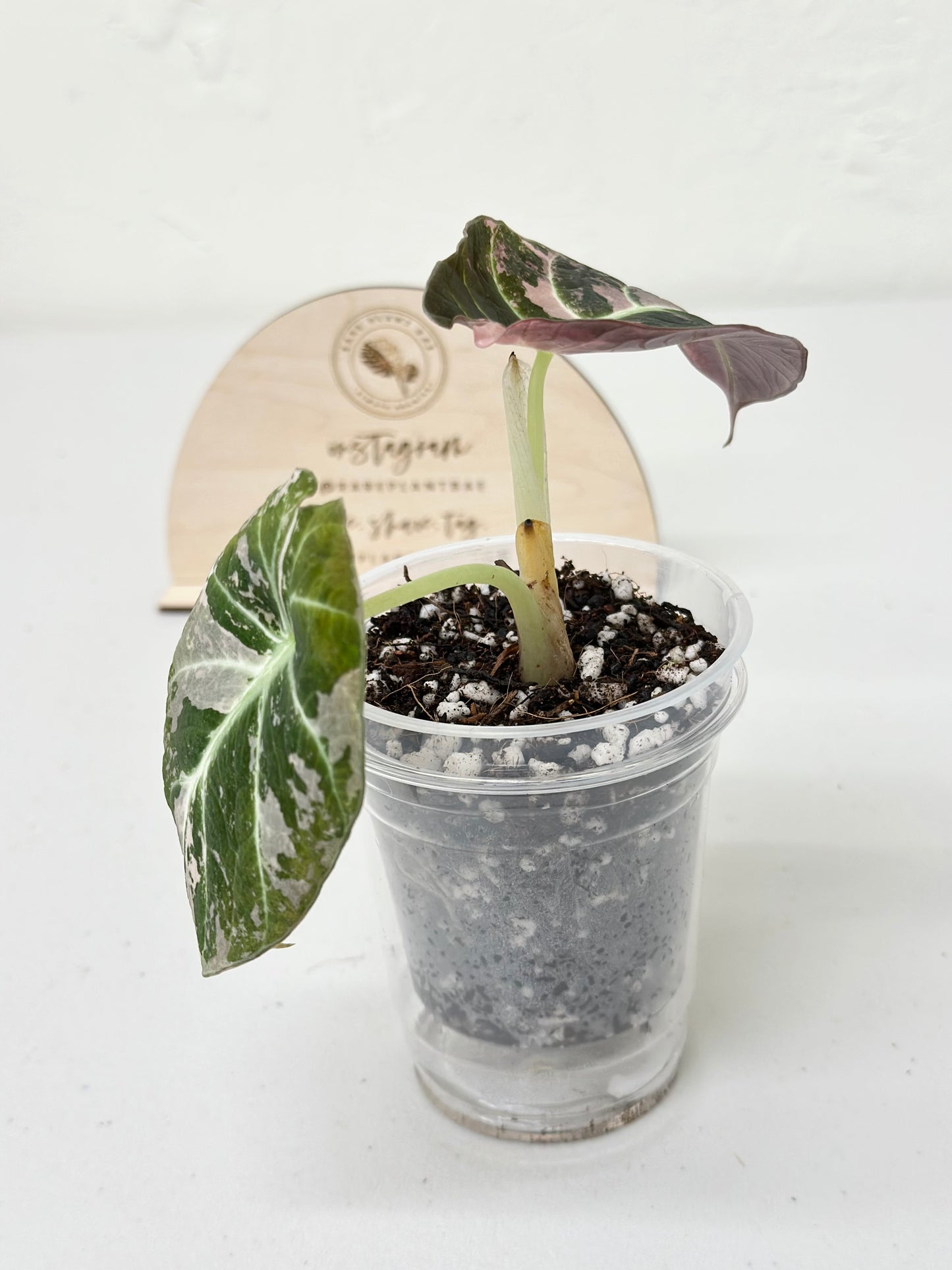 Alocasia Black Velvet Variegated - pink/albo