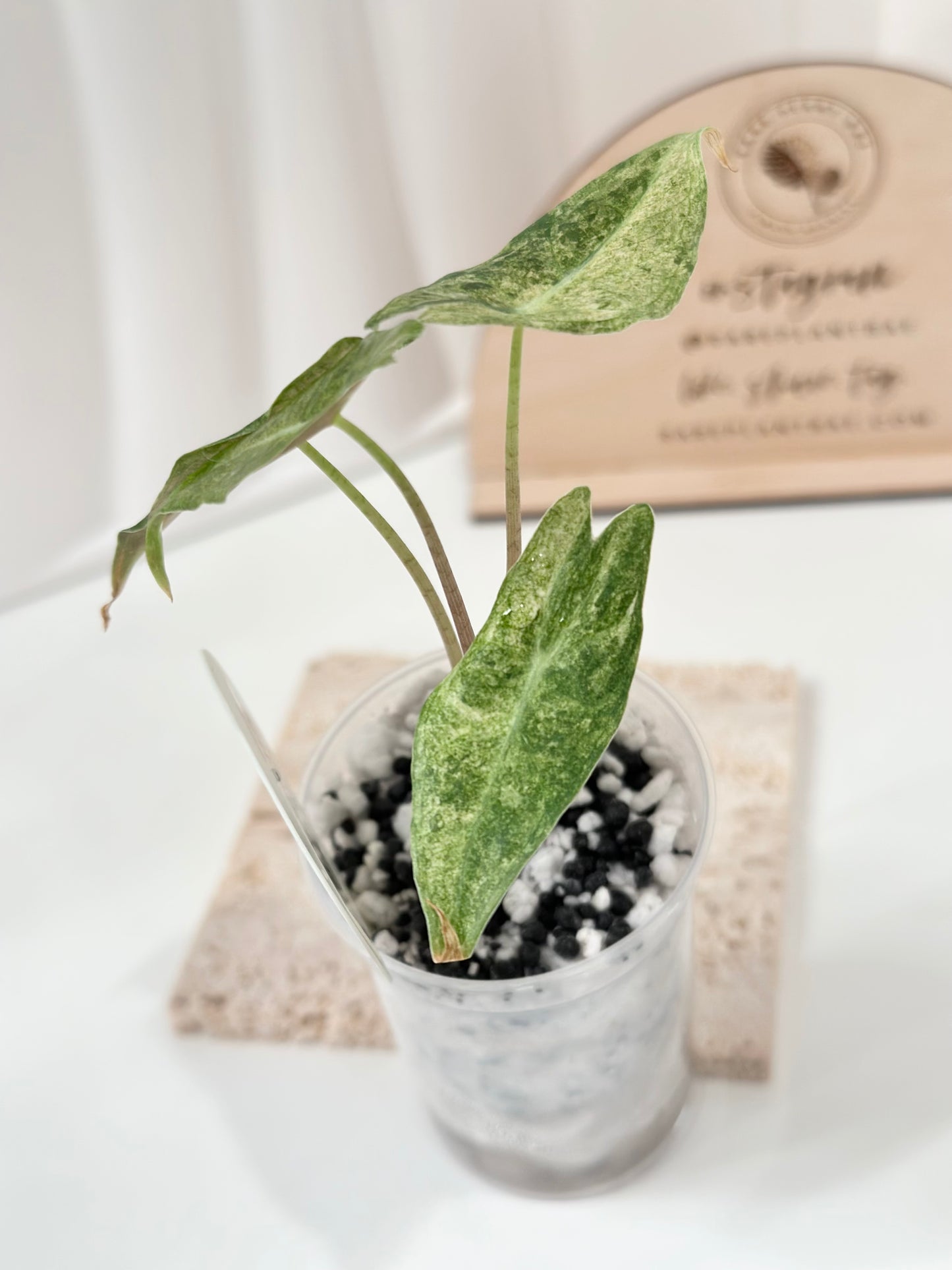 Alocasia Black Satun Variegated - Stardust