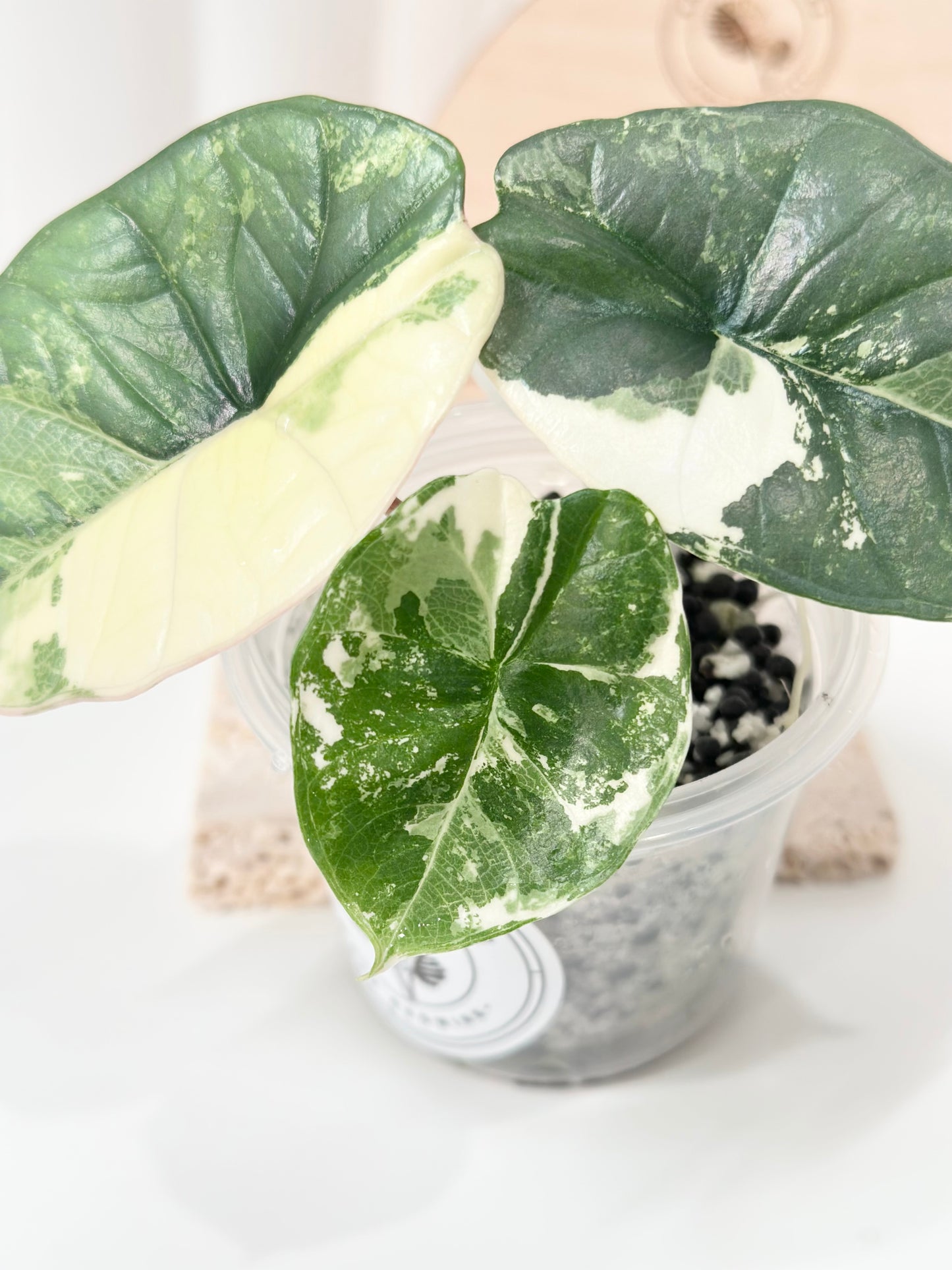 Alocasia Bisma "Platinum" variegated - albo