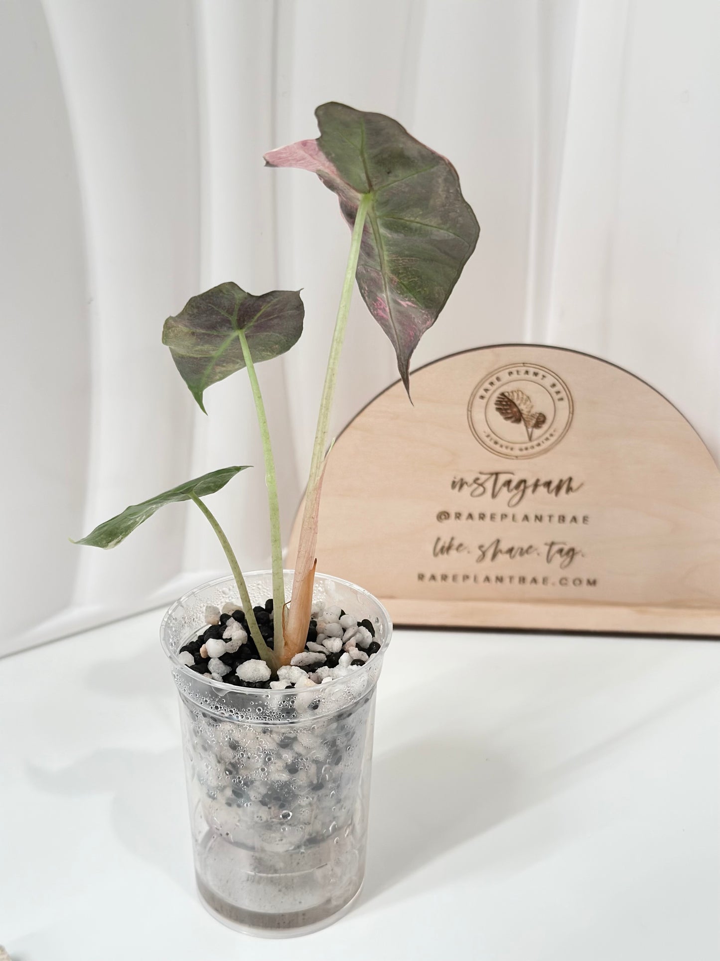 Alocasia Polly variegated - Pink