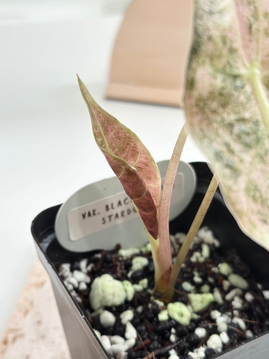 Alocasia Black Satun Variegated - Stardust