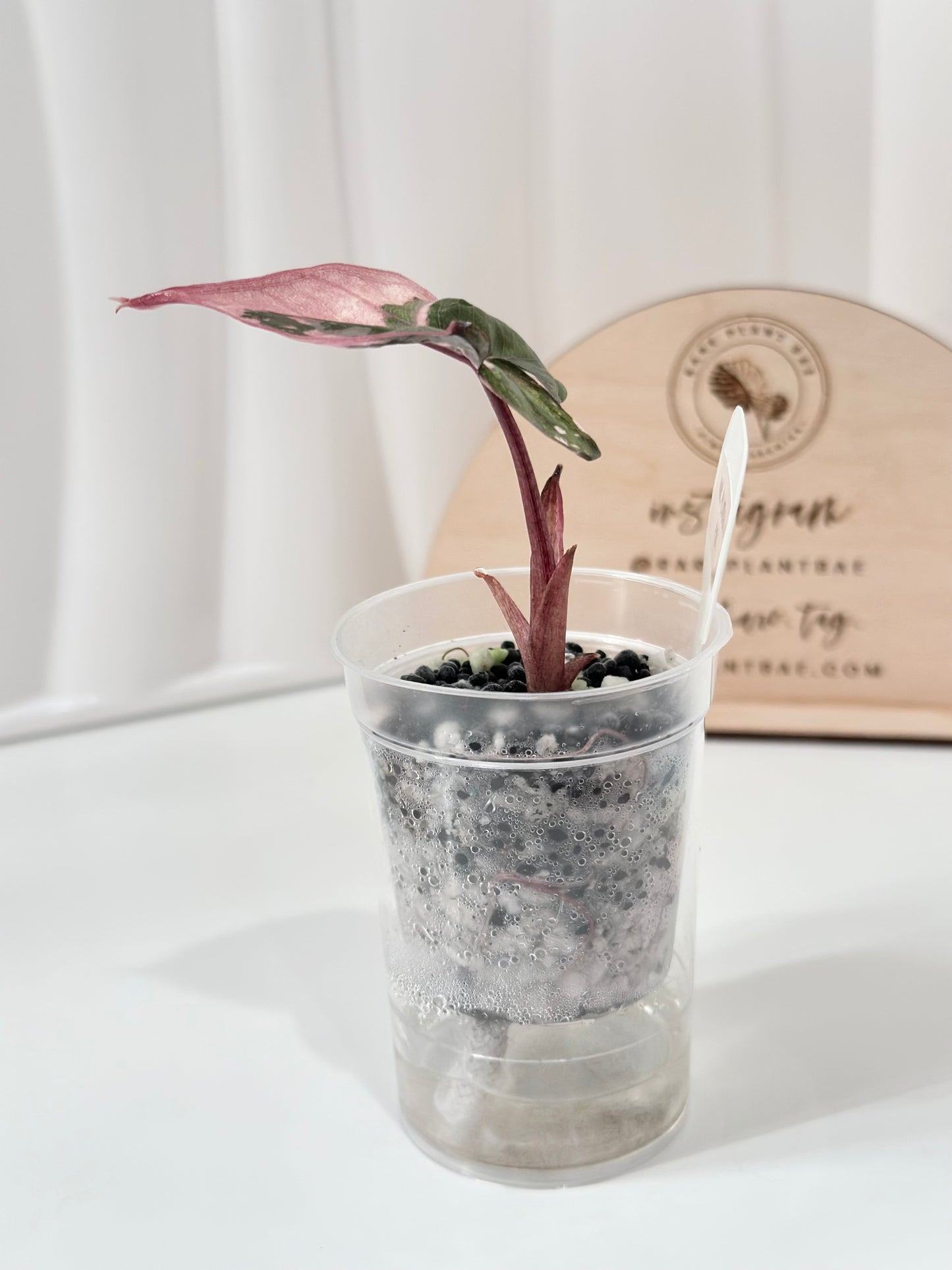 Alocasia Plumbea variegated - pink