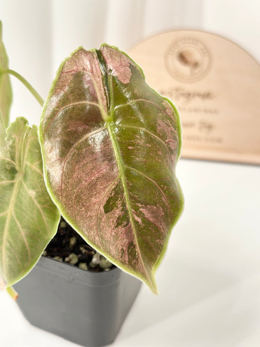 Alocasia Azlanii variegated - albo/pink