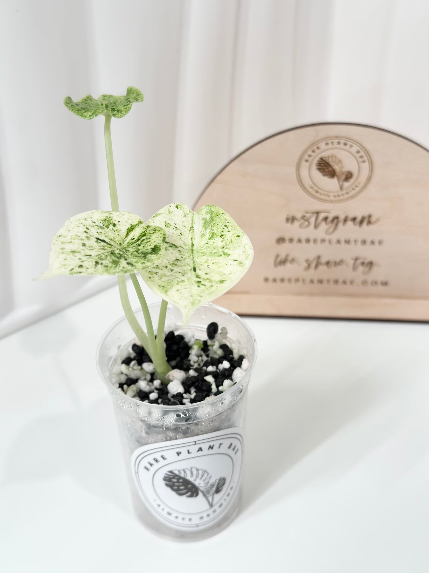 Alocasia Dragon Scale Variegated (Mint)