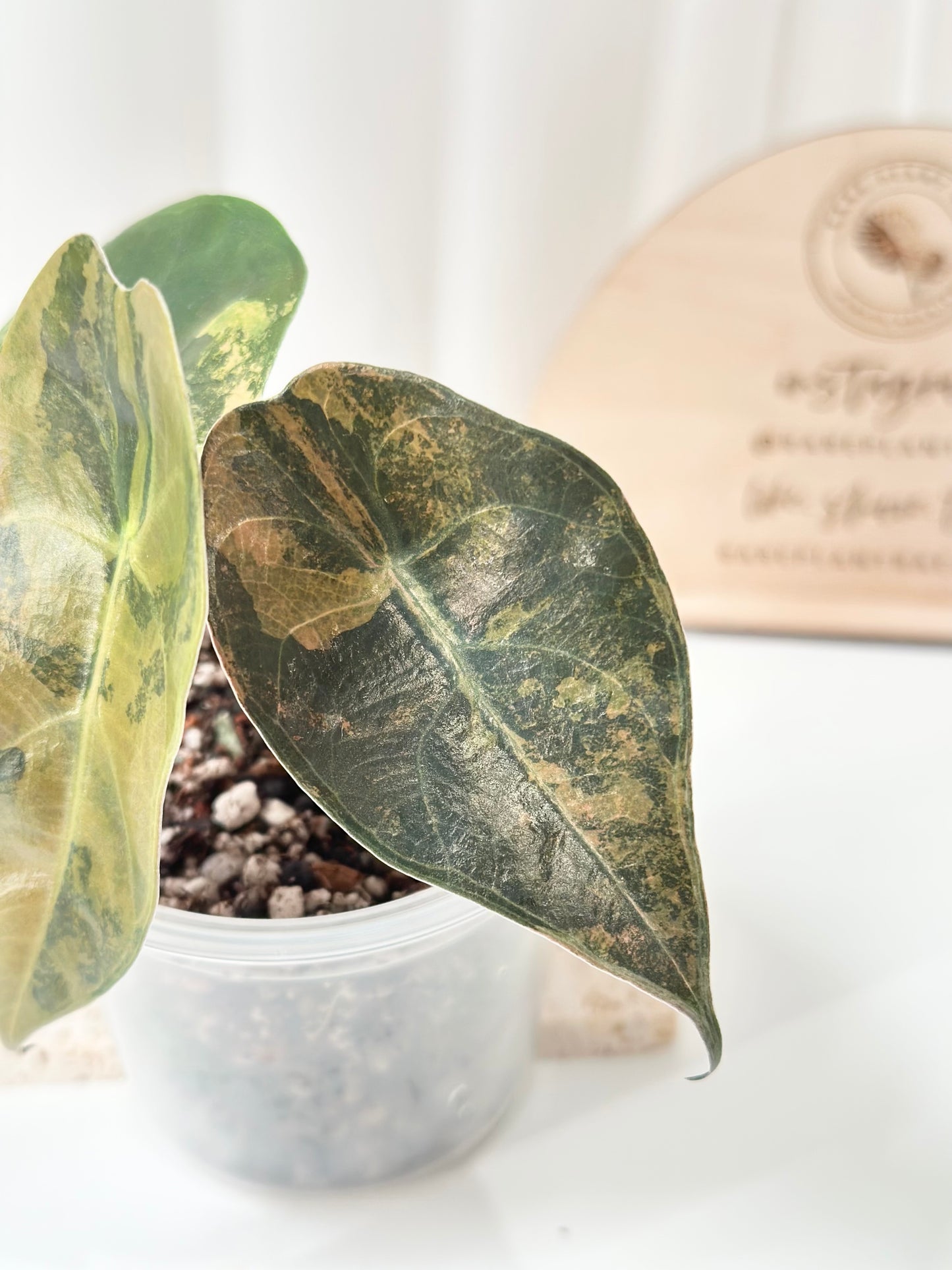 Alocasia Sedenii variegated - aurea