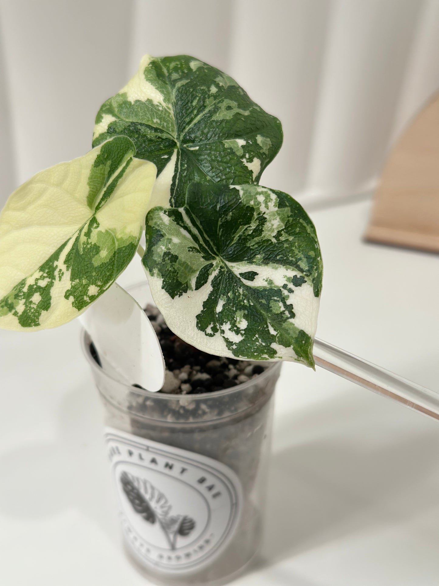 Alocasia Melo variegated - albo