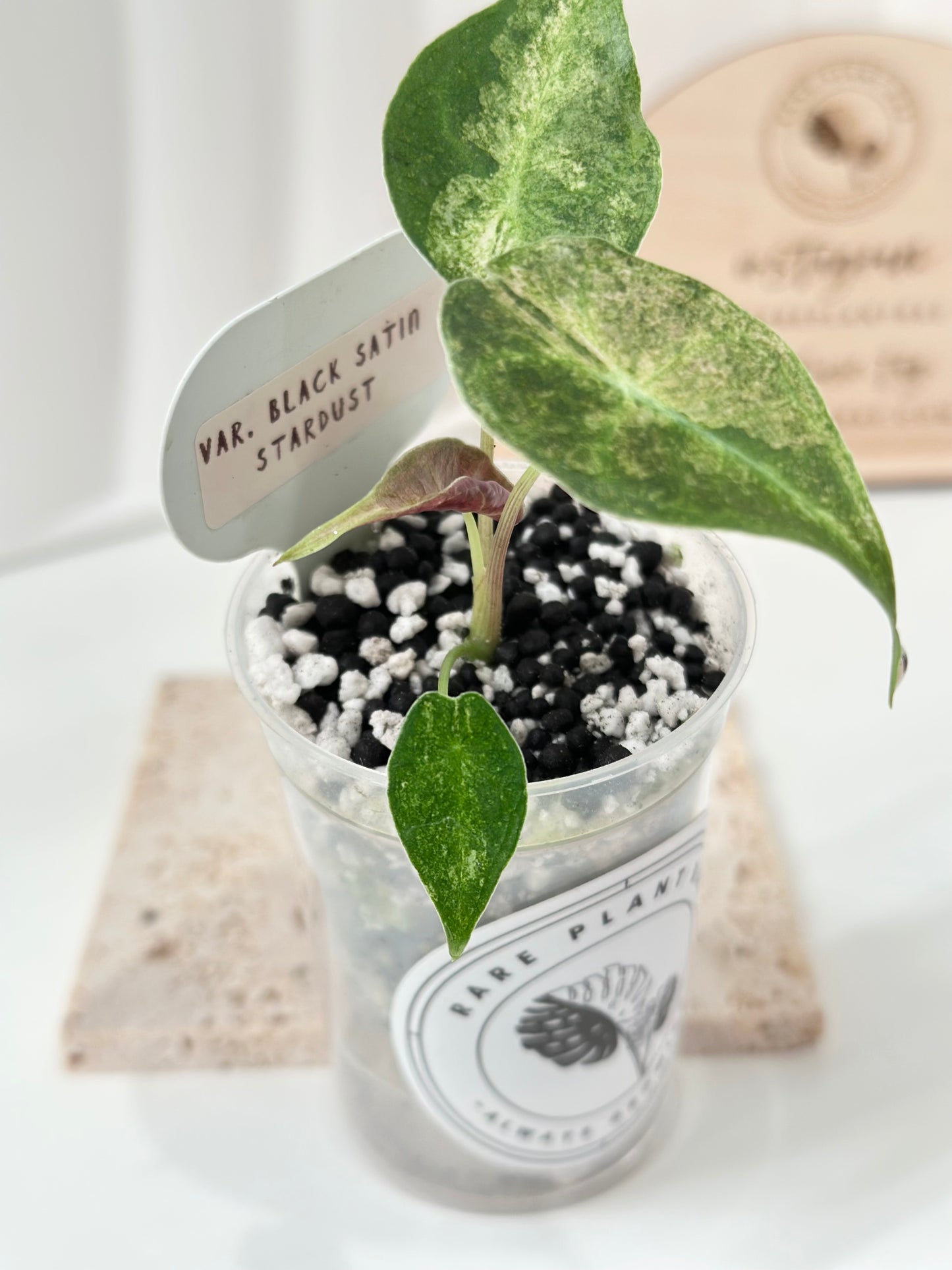 Alocasia Black Satun Variegated - Stardust