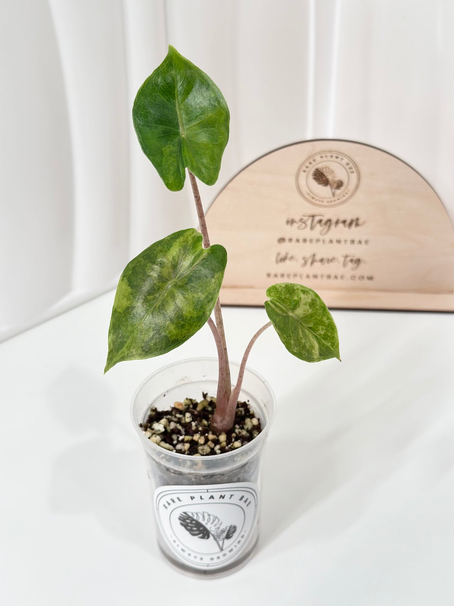 Alocasia Pink Dragon variegated - aurea