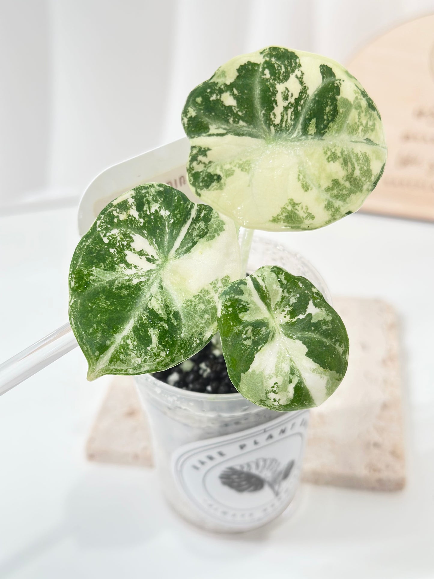 Alocasia Ninja variegated - albo